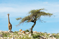 Maasai giraffe surveying Serengeti NP, Tanzania