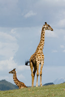 Maasai giraffe atop Serengeti NP, Tanzania