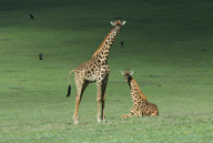A Serengeti NP pair of Maasai giraffes, Tanzania