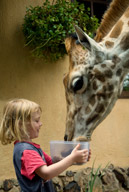 Rothschild giraffe at Giraffe Manor, Nairobi, Kenya