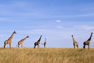 Maasai giraffes, Maasai Mara GR, Kenya