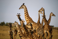 Herd of Maasai giraffes, Maasai Mara GR, Kenya