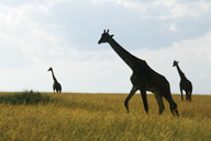 Silhouettes of Maasai Giraffes, Kenya