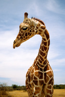 Reticulated giraffe in Loisaba Wilderness, Kenya