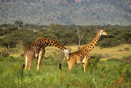 Mating Maasai giraffes, Serengeti NP, Tanzania