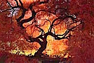 Connecticut: Darien, Japanese maple (Acer palmatum), October