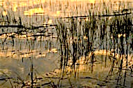 Connecticut: Darien, Scott’s Cove marsh, sunlight reflection, December