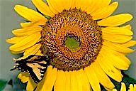 New Jersey: Mountainville, sunflower with tiger swallowtail butterfly, August