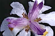  California: Summerland, Pacific iris (Iris douglasiana) with dew drops, March