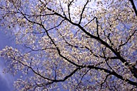 New Jersey: Mountainville, flowering dogwood (Cornus florida)