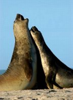 elephant seals