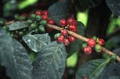 Coffee beans growing in Kenya