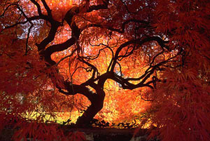 Japanese maple, October