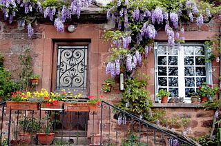 house with plants