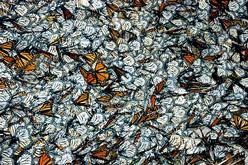 Monarch butterflies