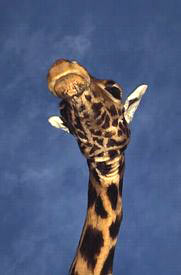 Kenya: giraffe