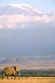 Mt. Kili & elephant