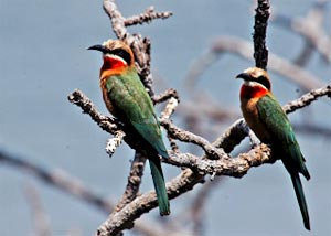 White-fronted Bee-Eaters