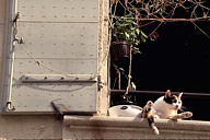 France: Uzès, cat lazing on window sill