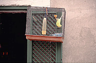 Portugal: Lisbon, Alfama, two budgies in a cage hanging outside a window