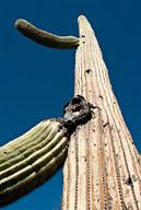 Saguro Cactus in Sonoran Desert, AZ