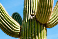 Cactus Wren nest in Saguro cactus, Sonoyta, Mexico