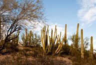 Cacti in Sonoran Desert