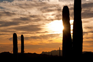 Sunset on Saguro Cacti in Sonoran Desert