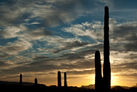 Saguaro Cacti at sunset in Sonoran Desert, AZ
