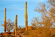 Saguro cactus in Sonoran Desert, AZ