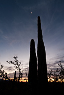 Moonlight over Saguaro Cactus in Sonoran Desert, AZ