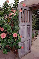 California: Montecito, hibiscus next to wooden door