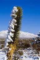 Snow on Joshua tree, Ivanpah Mountains in distance, Mohave Nat’l Preserve, CA, January