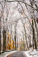 Early snowfall in hardwood forest, Tewksbury Twp., NJ